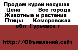 Продам курей несушек › Цена ­ 350 - Все города Животные и растения » Птицы   . Кемеровская обл.,Гурьевск г.